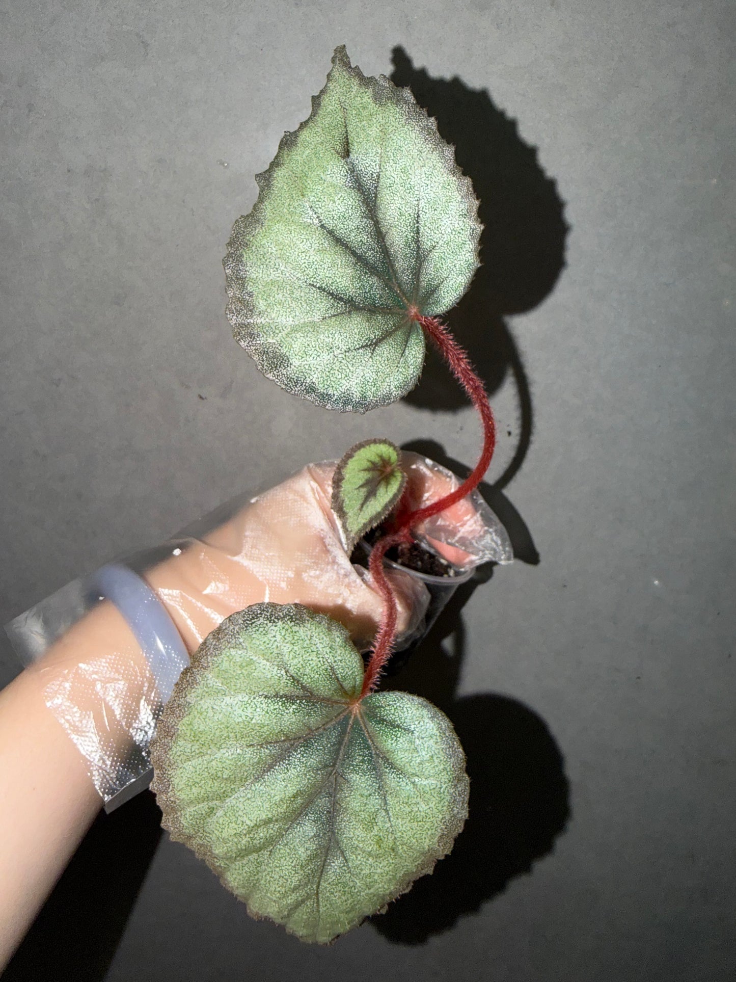 🌿 Begonia ‘Flamingo’