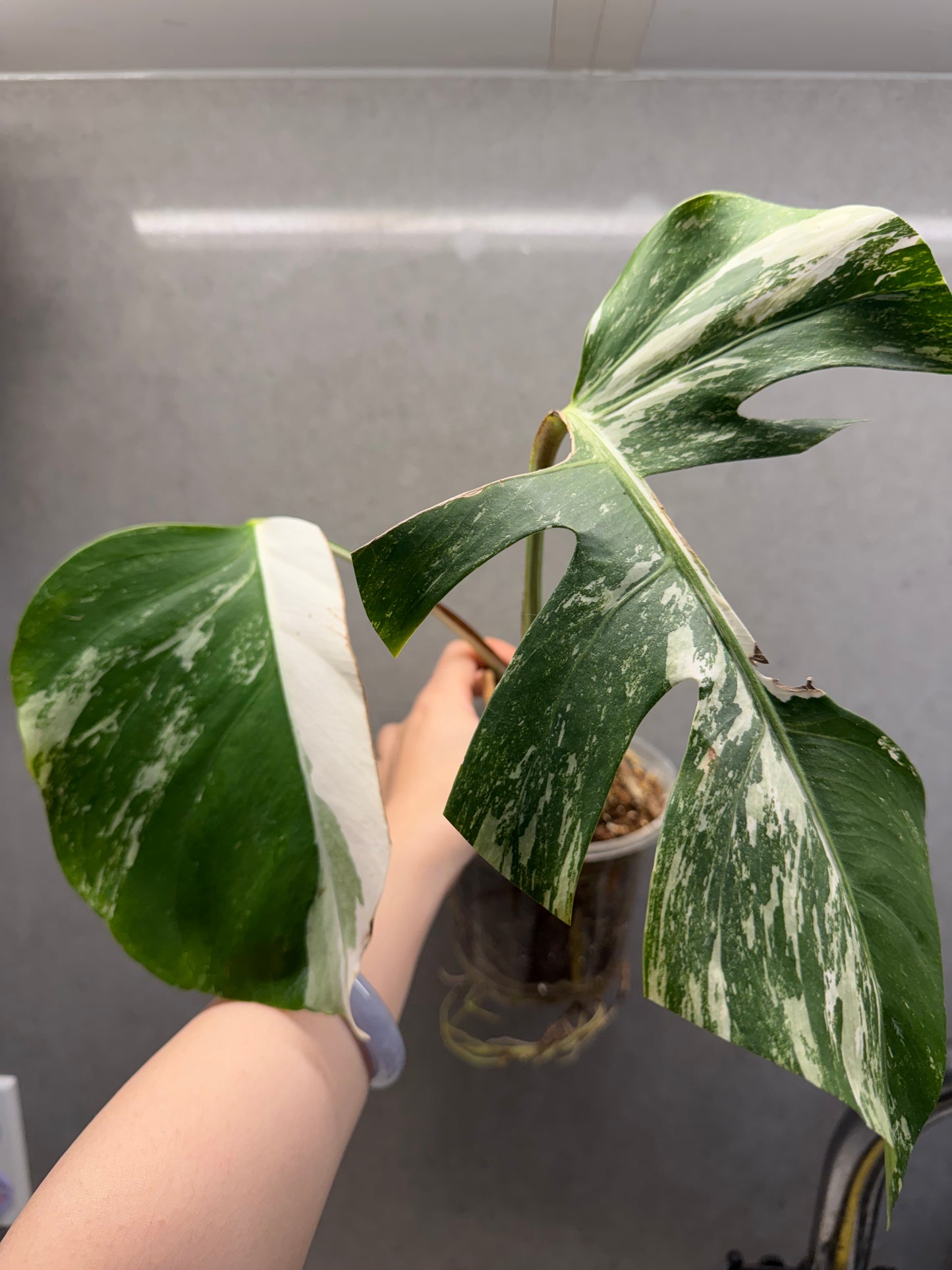 🌟 🌿 Monstera Half-Moon albo