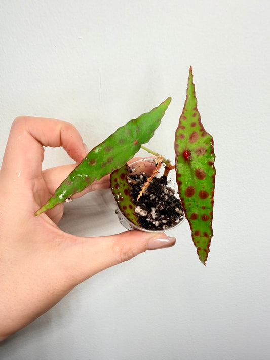 🌿 Begonia amphioxus