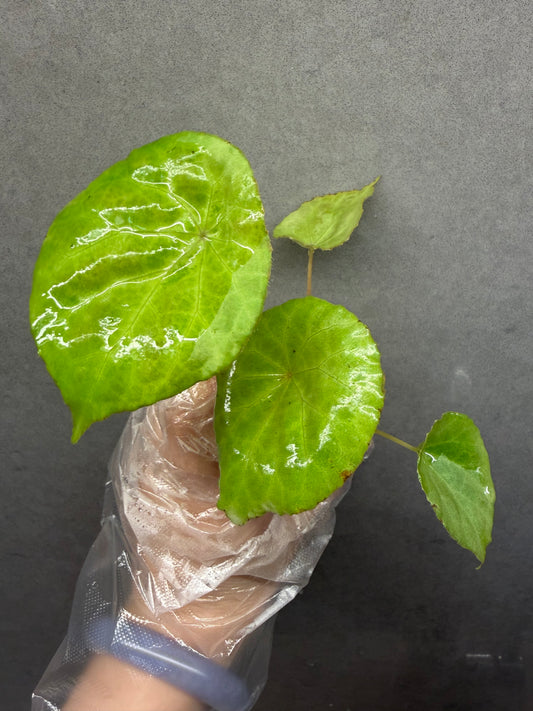 🌿 Begonia natunaensis