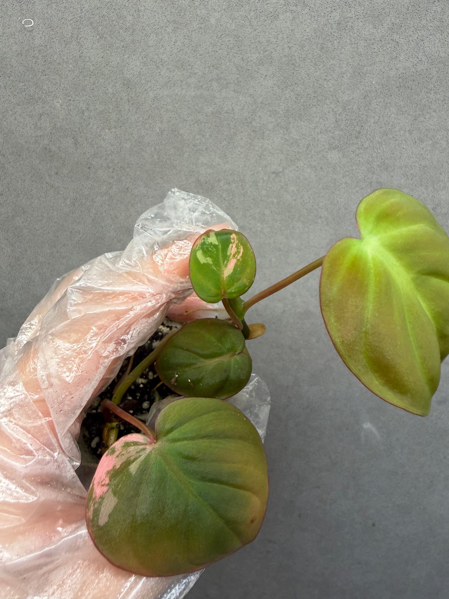 🌿Philodendron Micans Variegated
