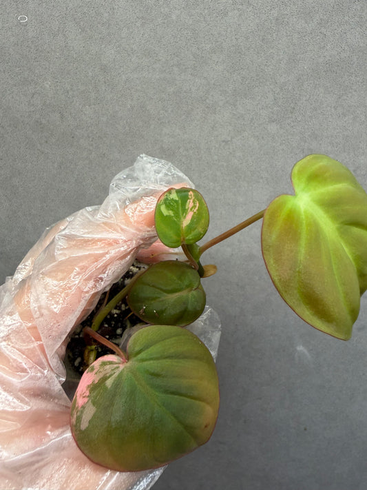 🌿Philodendron Micans Variegated