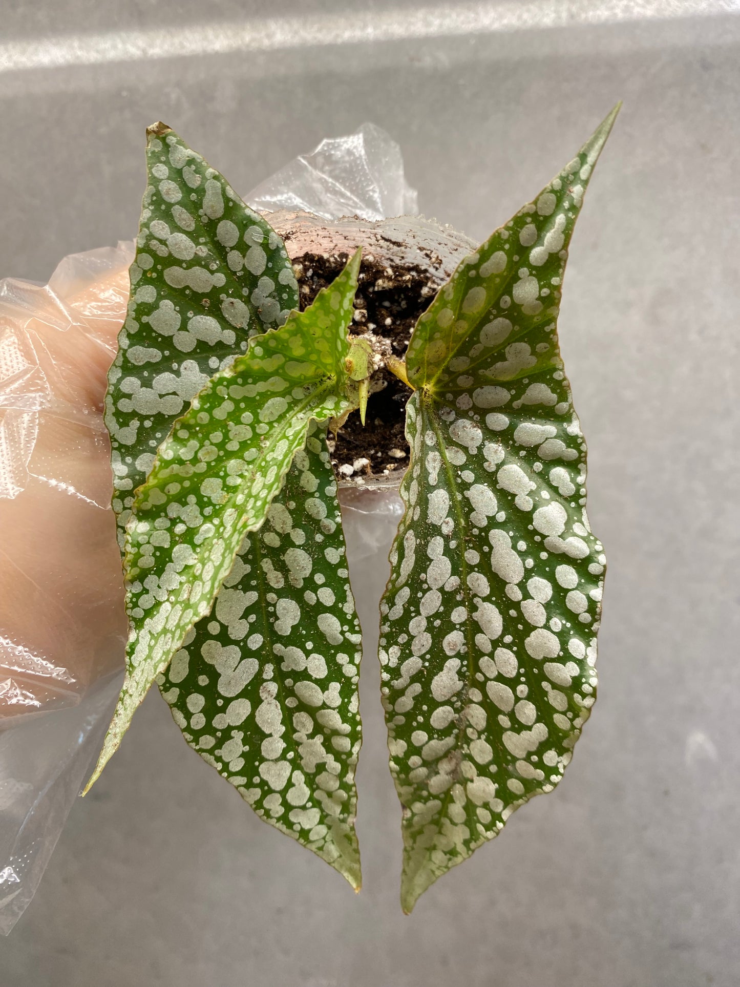 Begonia ‘White Ice’