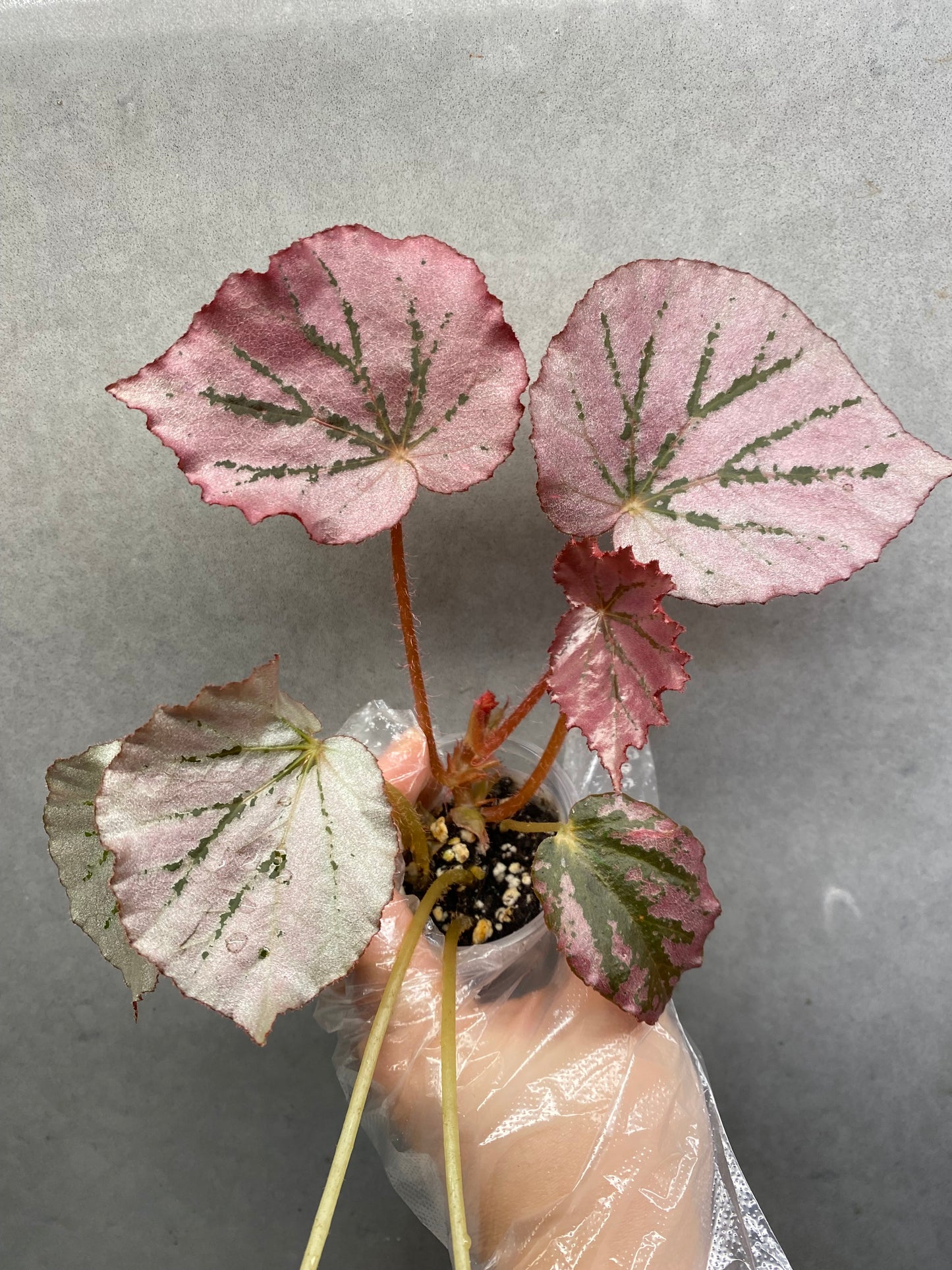 Begonia ‘Martin’s Mystery’