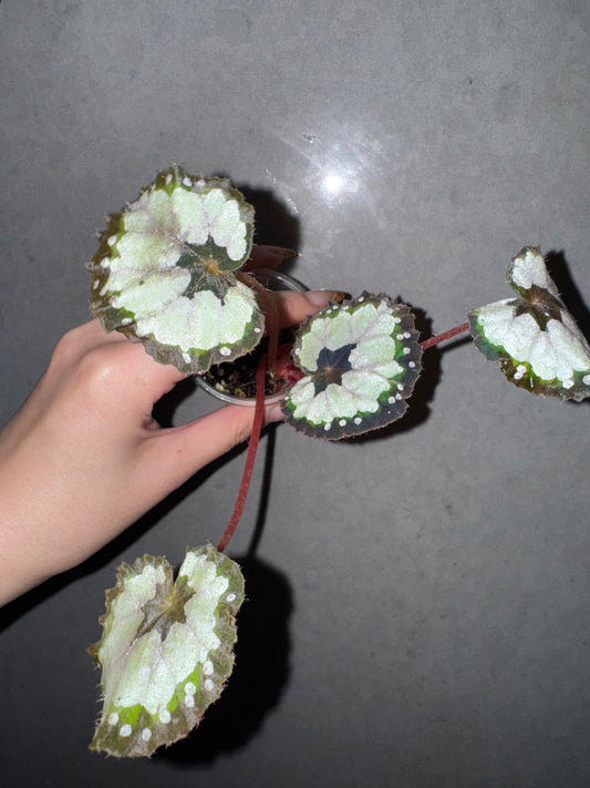 🌿 Begonia 'Dolce Vita'