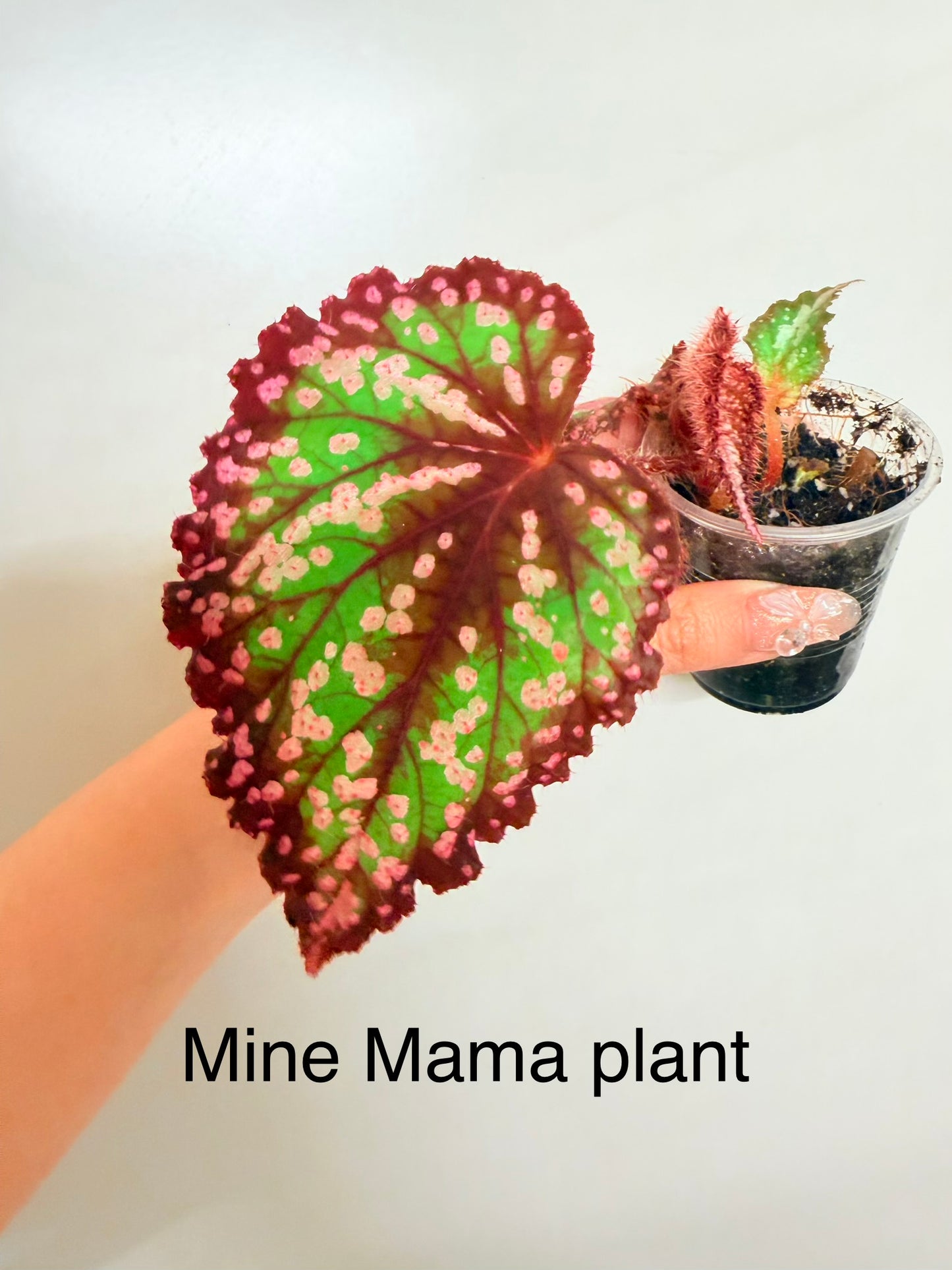 🌿Begonia M&M