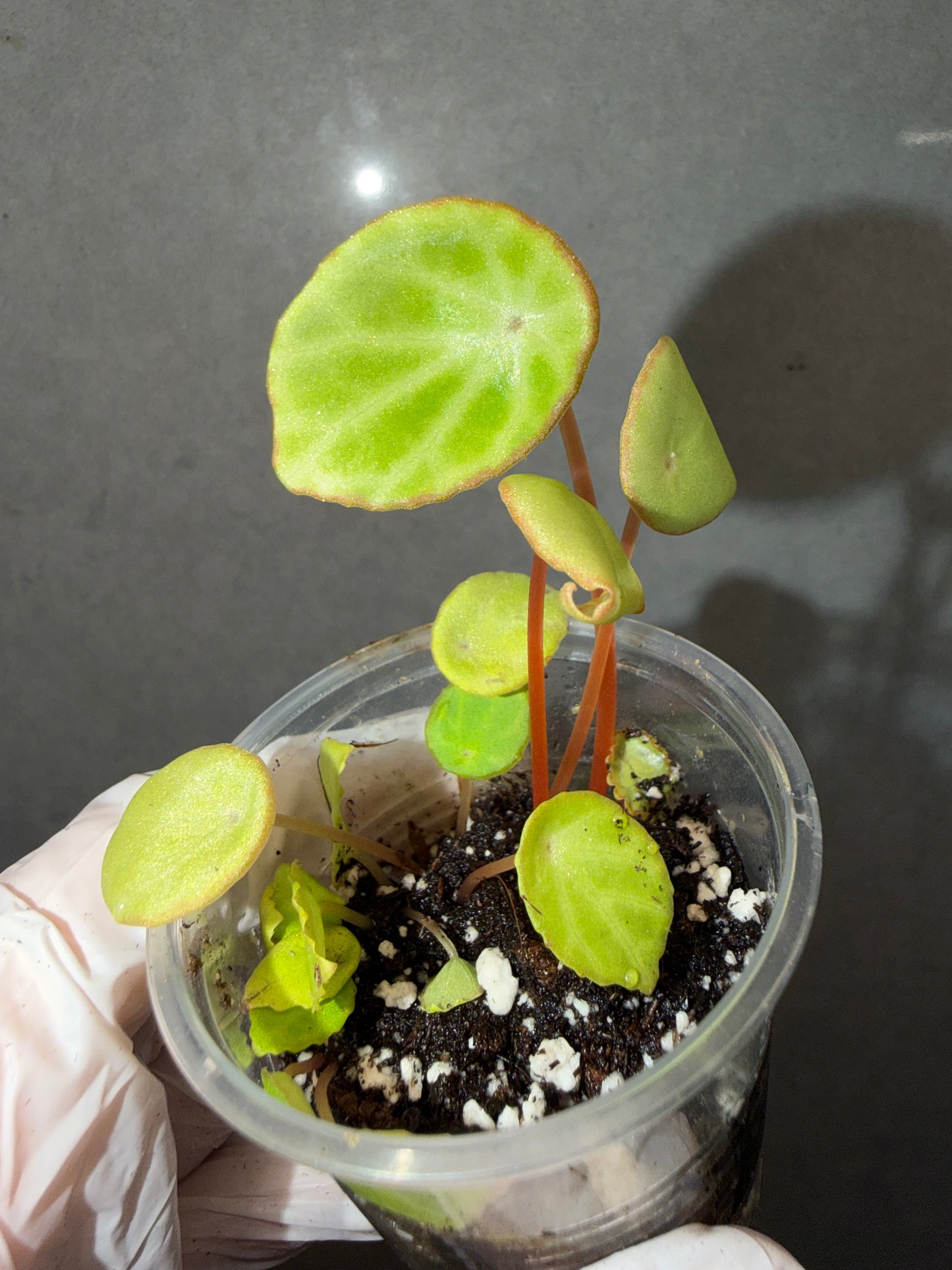 🌿 Begonia scapigera
