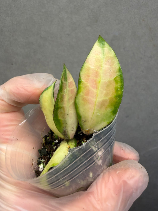 🌿 Hoya walliana variegated