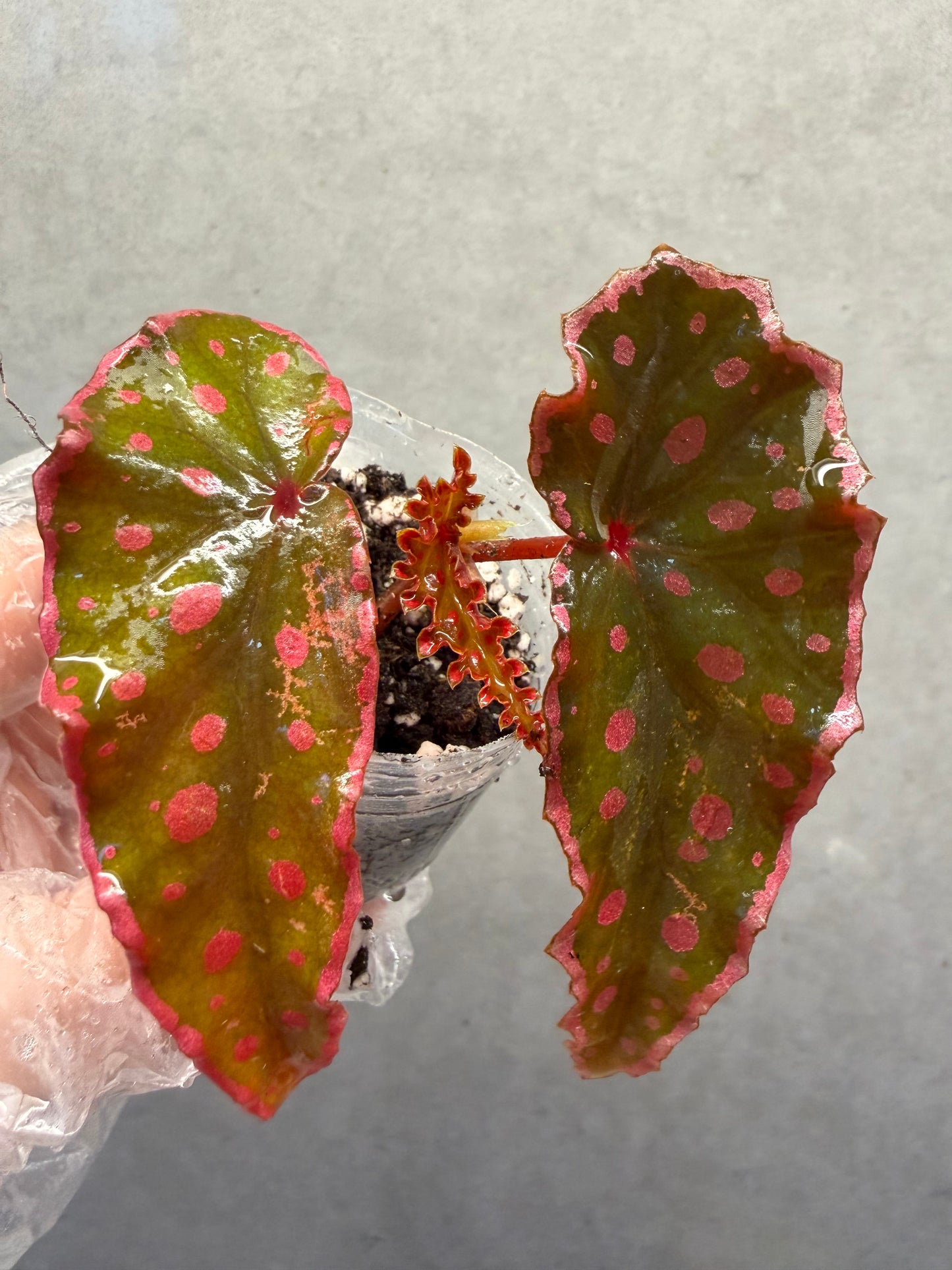 🌿 Begonia Darthvaderiana × Amphioxus