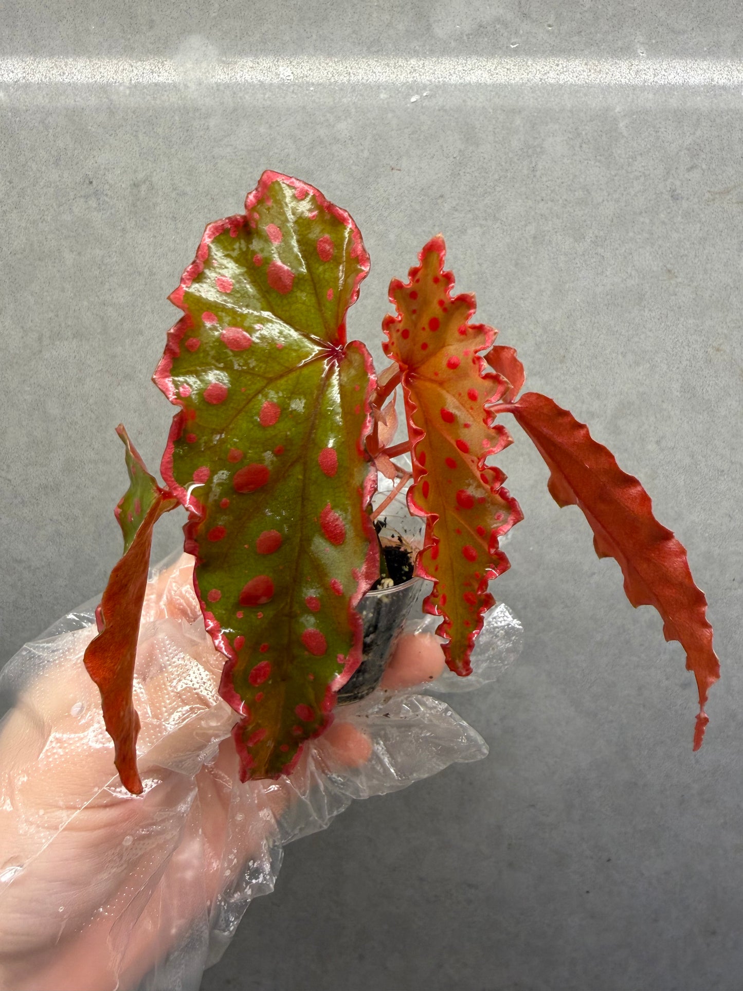 🌿 Begonia Darthvaderiana × Amphioxus