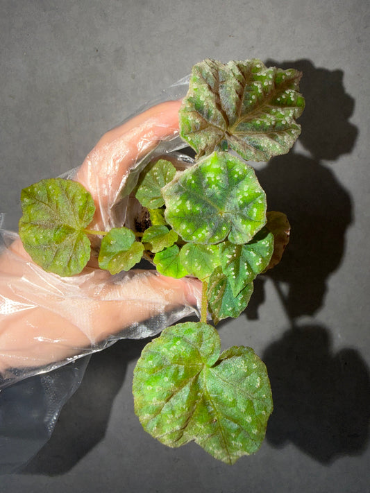 🌿Begonia pseudoedulis