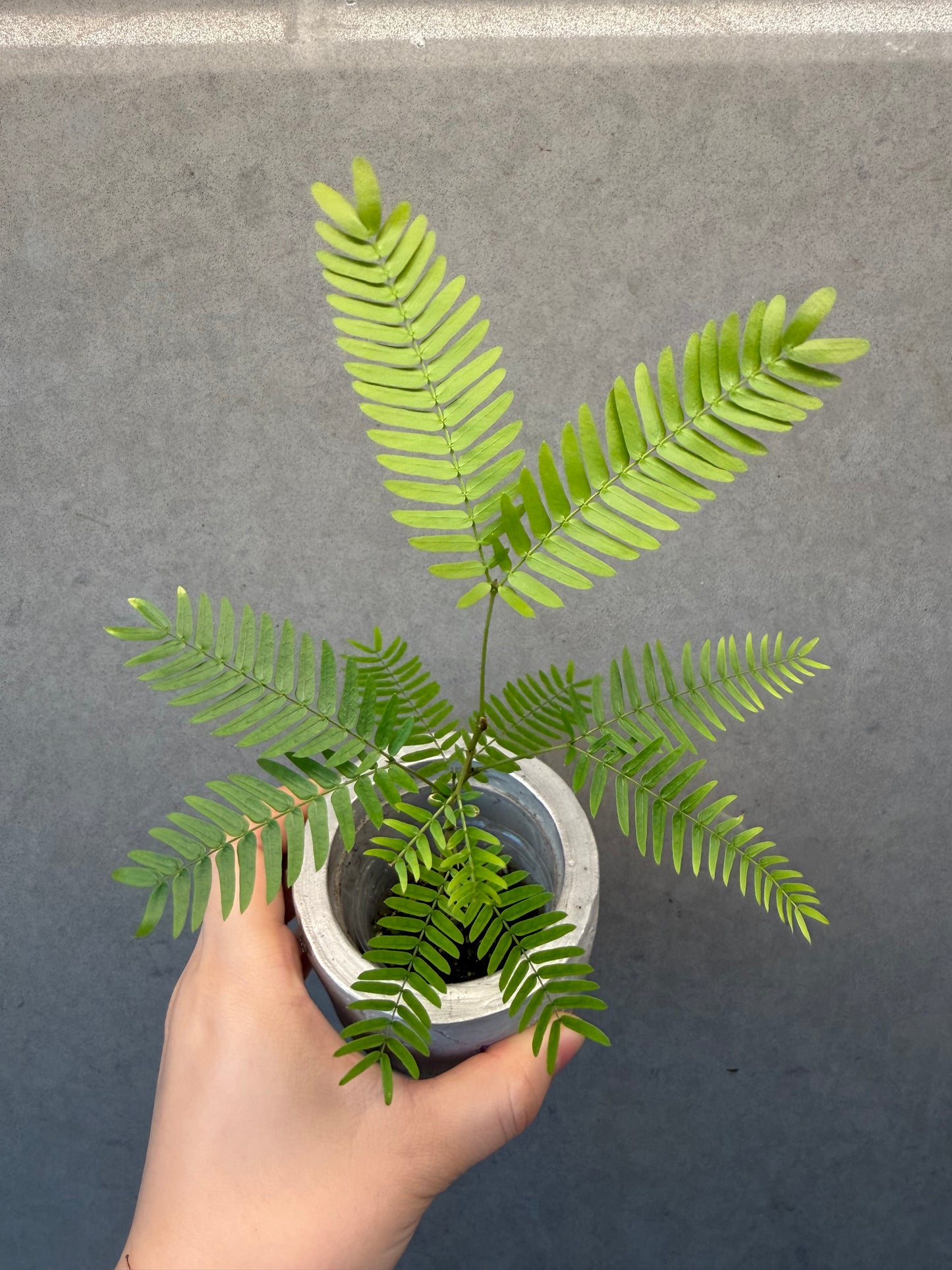 🌿 Cojoba arborea