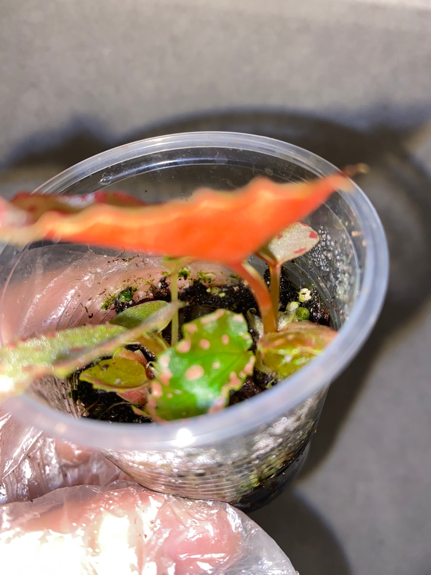 🌿 Begonia Darthvaderiana × Amphioxus