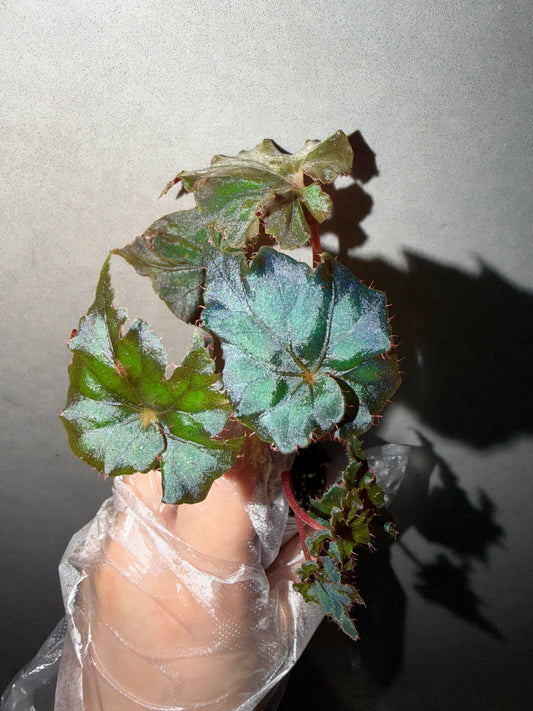 ⚡️Begonia ThunderCloud☁️