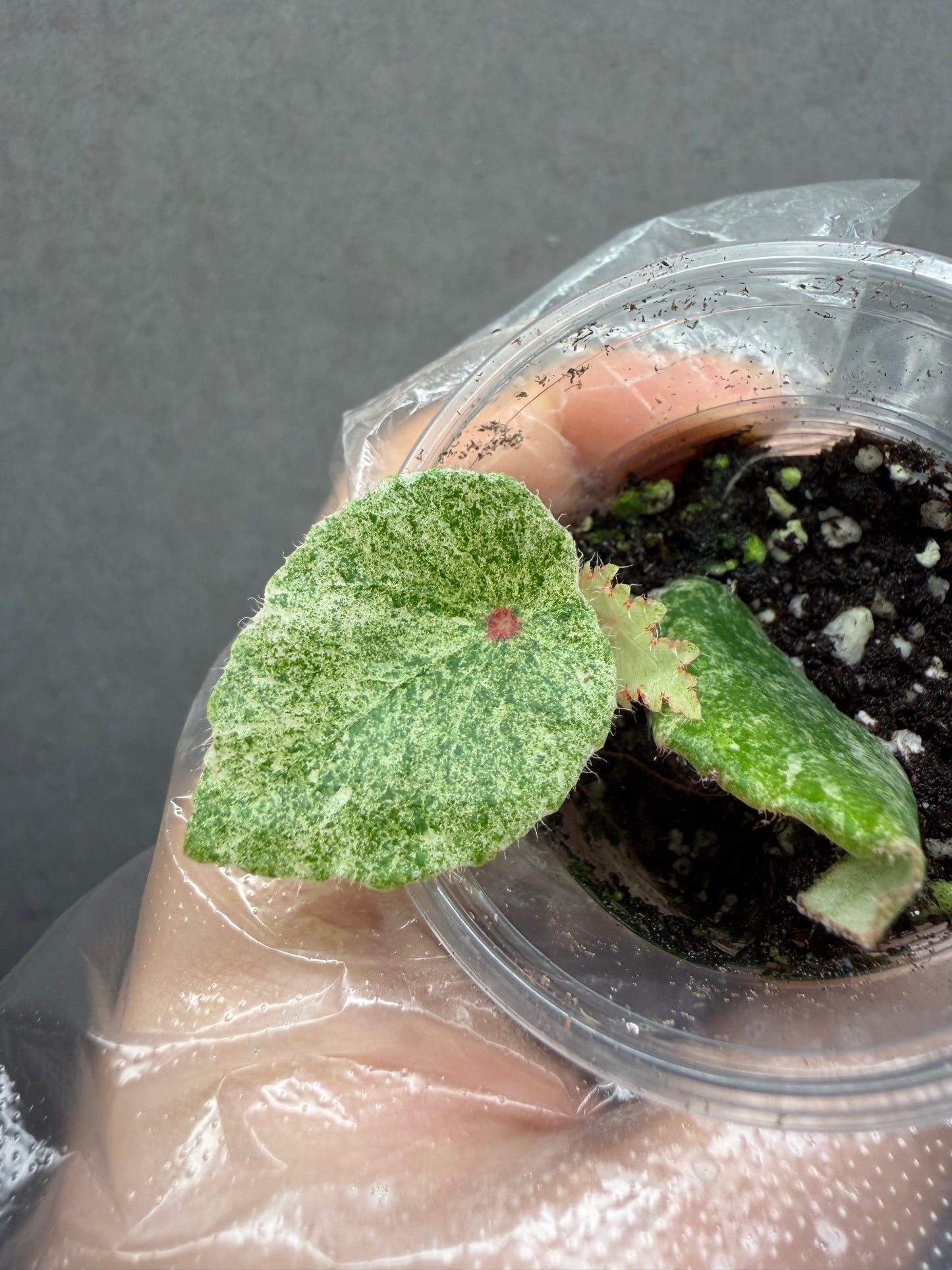 🌿 Begonia 'Rouge' Variegated