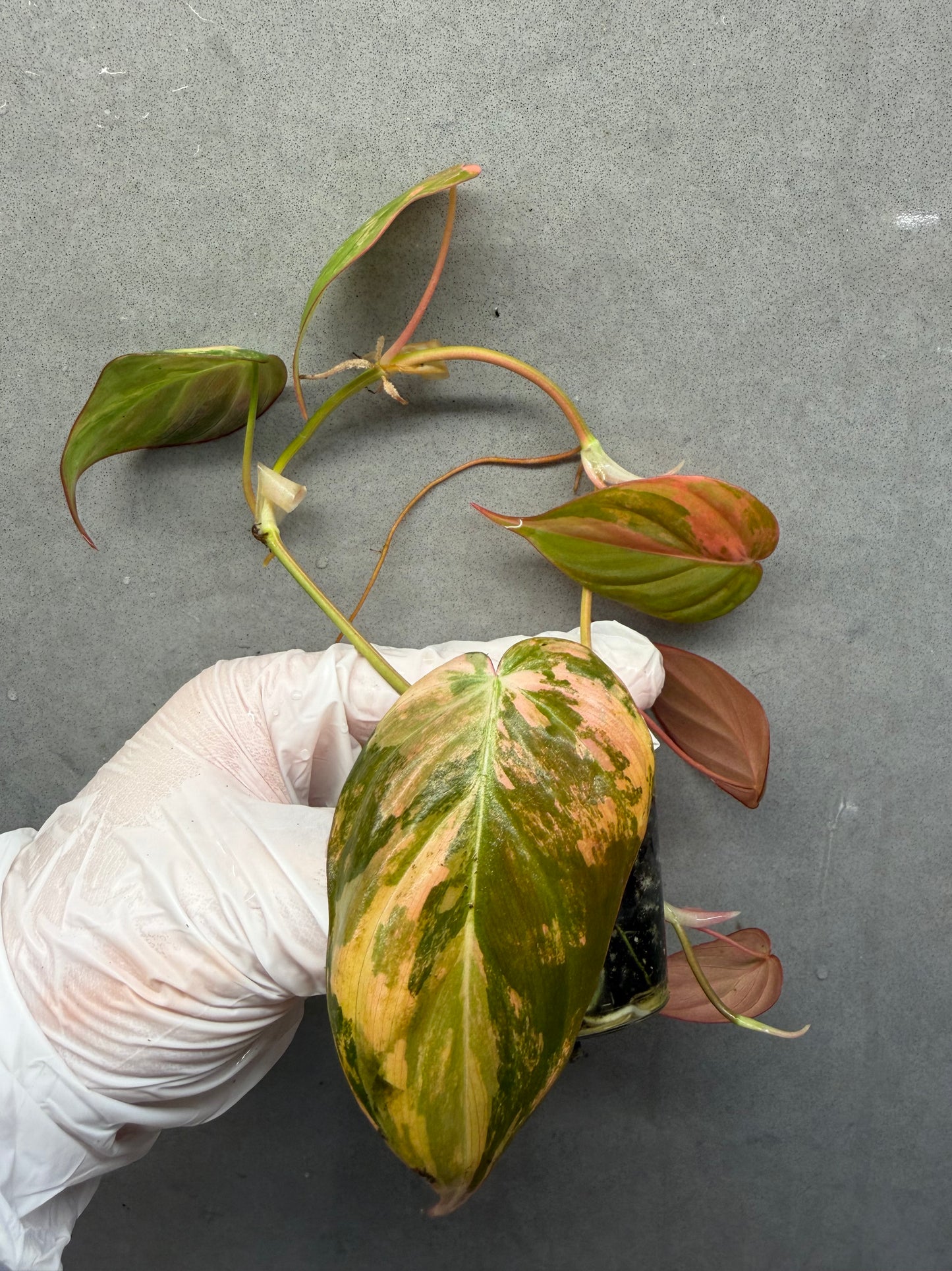 🌿Philodendron Micans  Pink Variegated