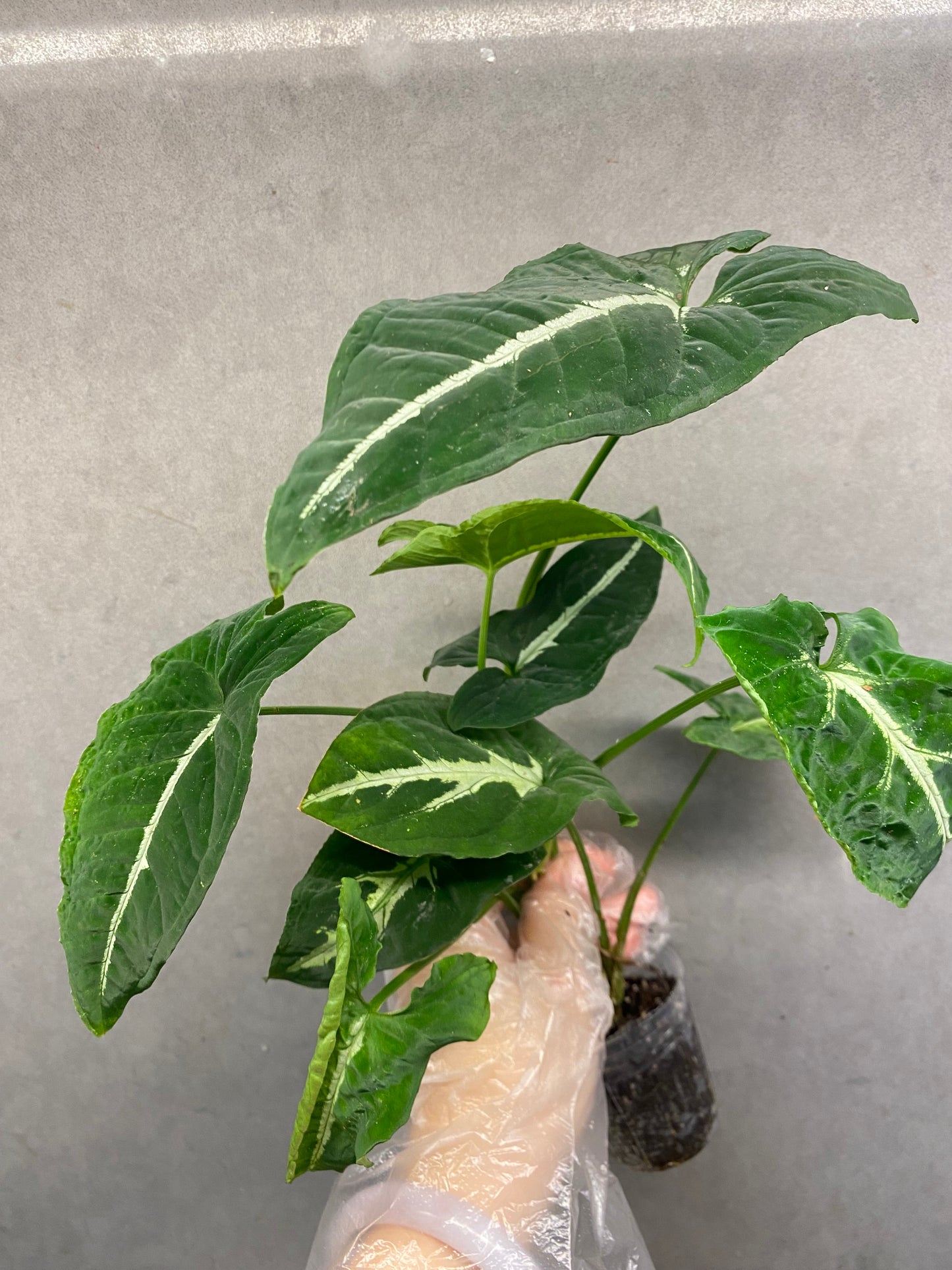 🌿 Syngonium wendlandii