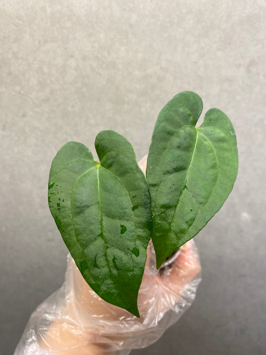 🌿 Anthurium Ace of Spades × Papi