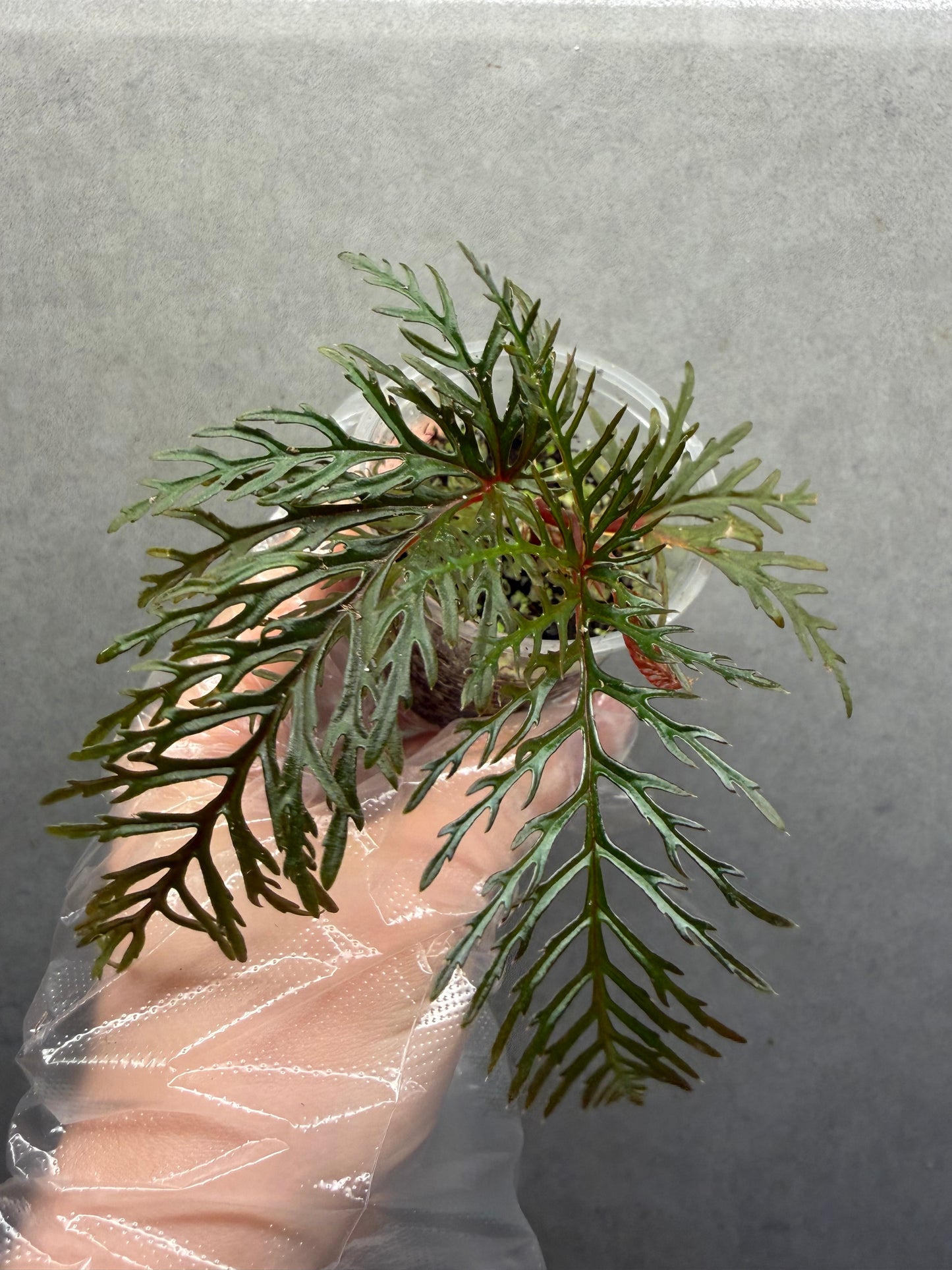 🌿 Begonia Bipinnatifida