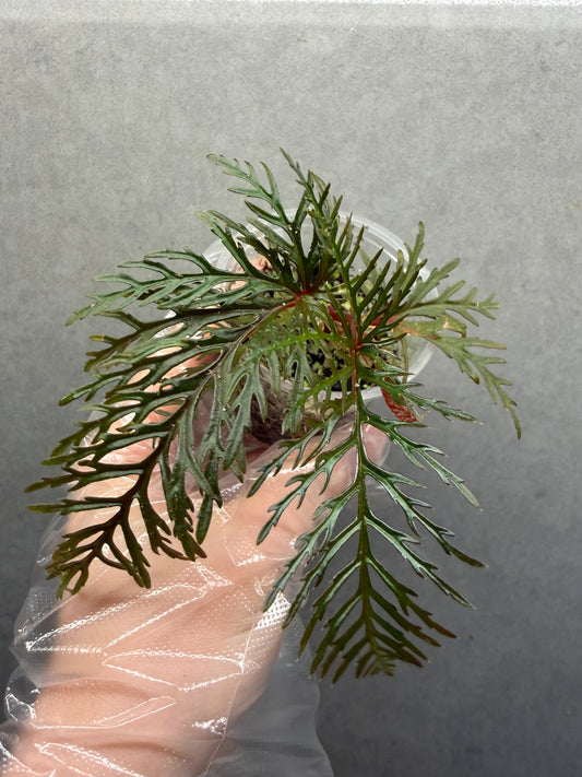 🌿 Begonia Bipinnatifida