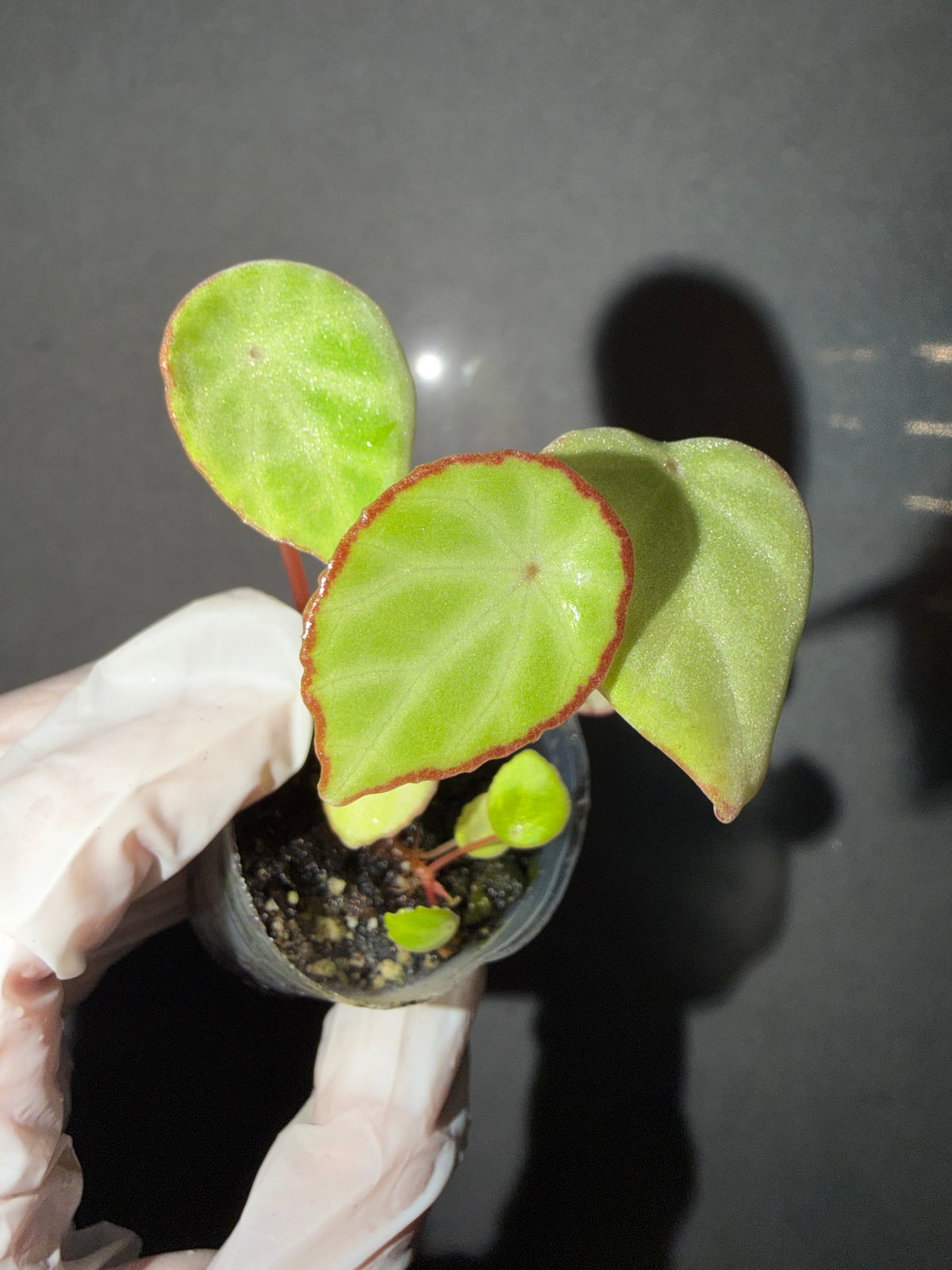 🌿 Begonia scapigera