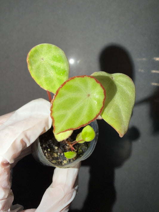 🌿 Begonia scapigera
