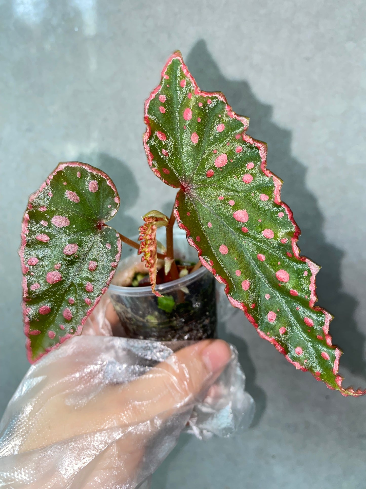 🌿 Begonia Darthvaderiana × Amphioxus