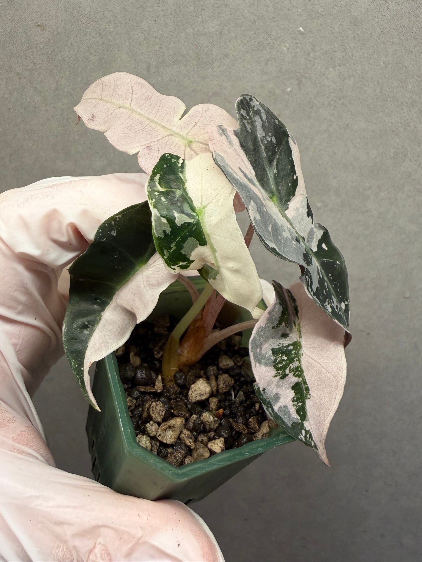 🌸Alocasia Polly Pink Variegated