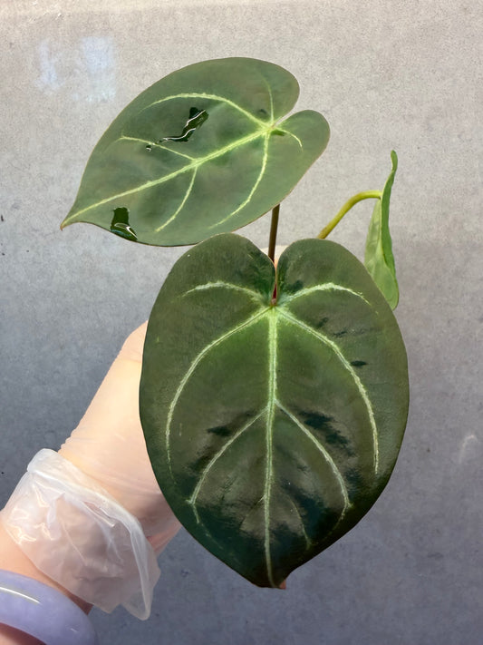 🌿Anthurium Kos *Black Crystallinum