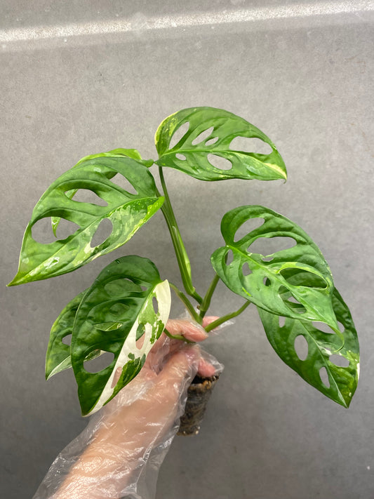 🌿 Monstera Adansonii Albo