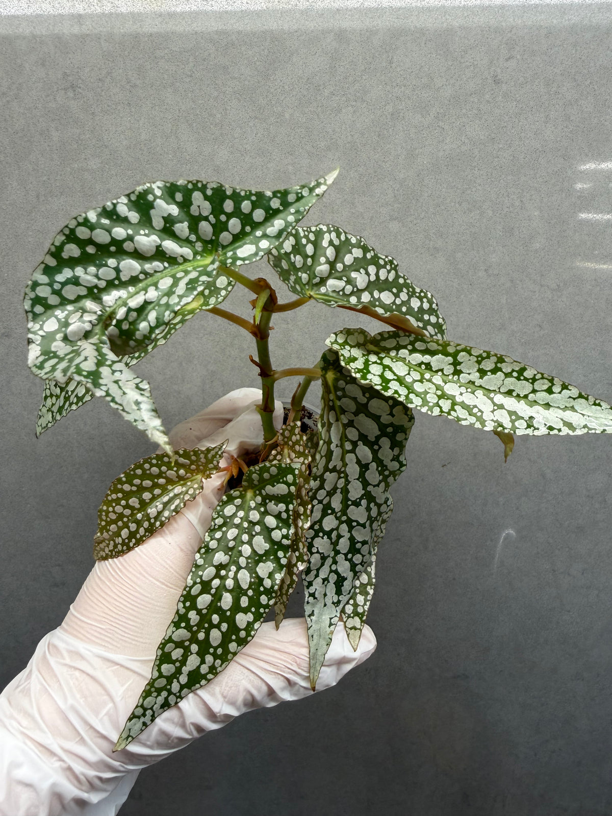 🌿Begonia ‘white ice’