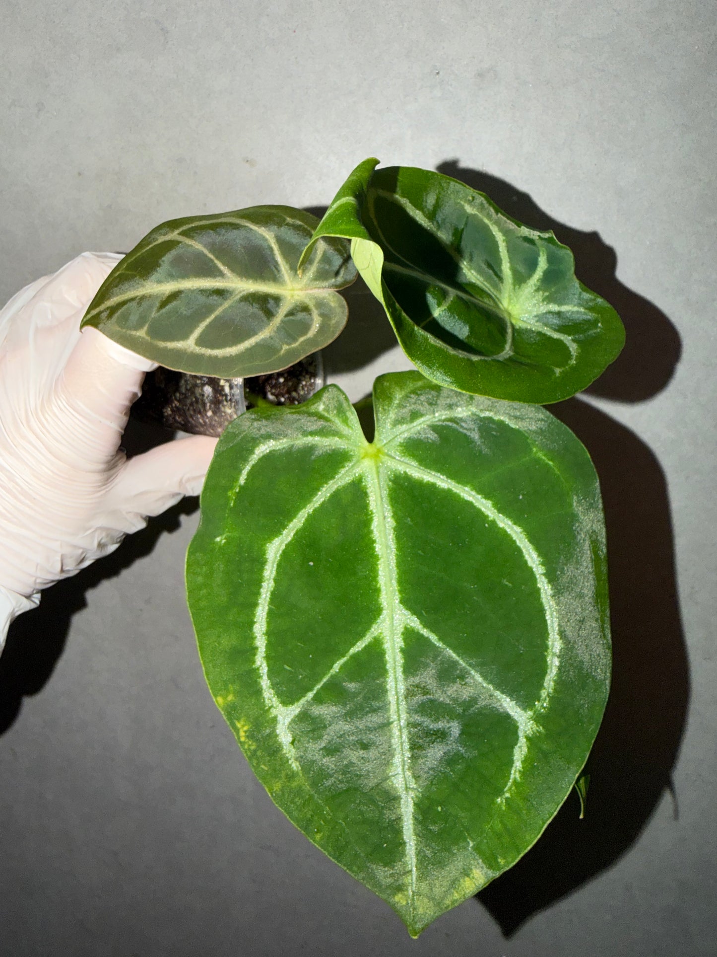 🌿Anthurium Forgetii *black Crystallinum