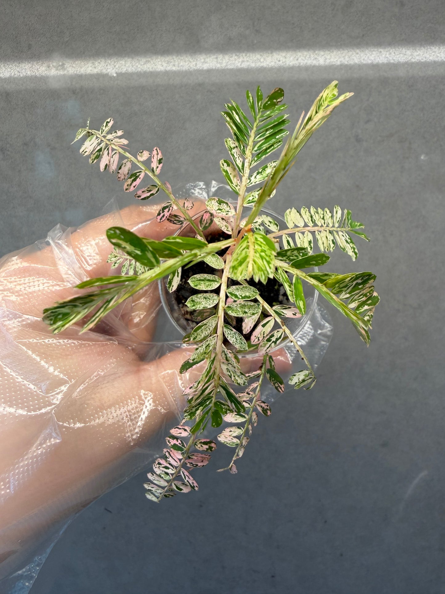 🌸Phyllanthus Urinaria Pink Variegated
