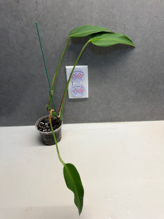 🌿 Monstera 'Burle Marx Flame'