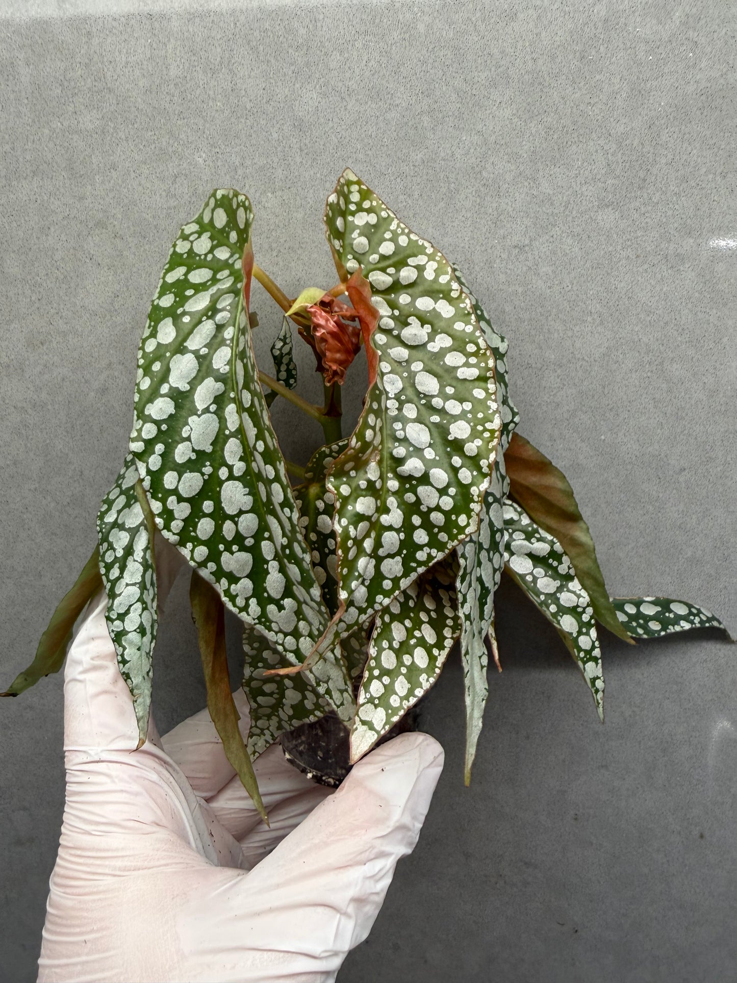 🌿 Begonia 'White Ice'