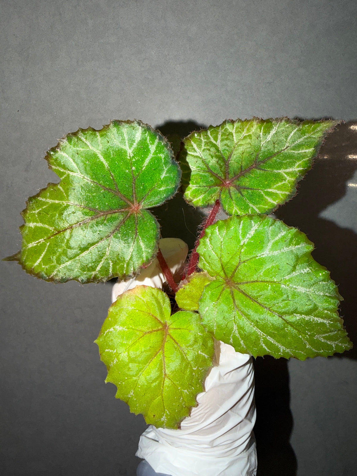 🌿Begonia 'Miss Louisiana
