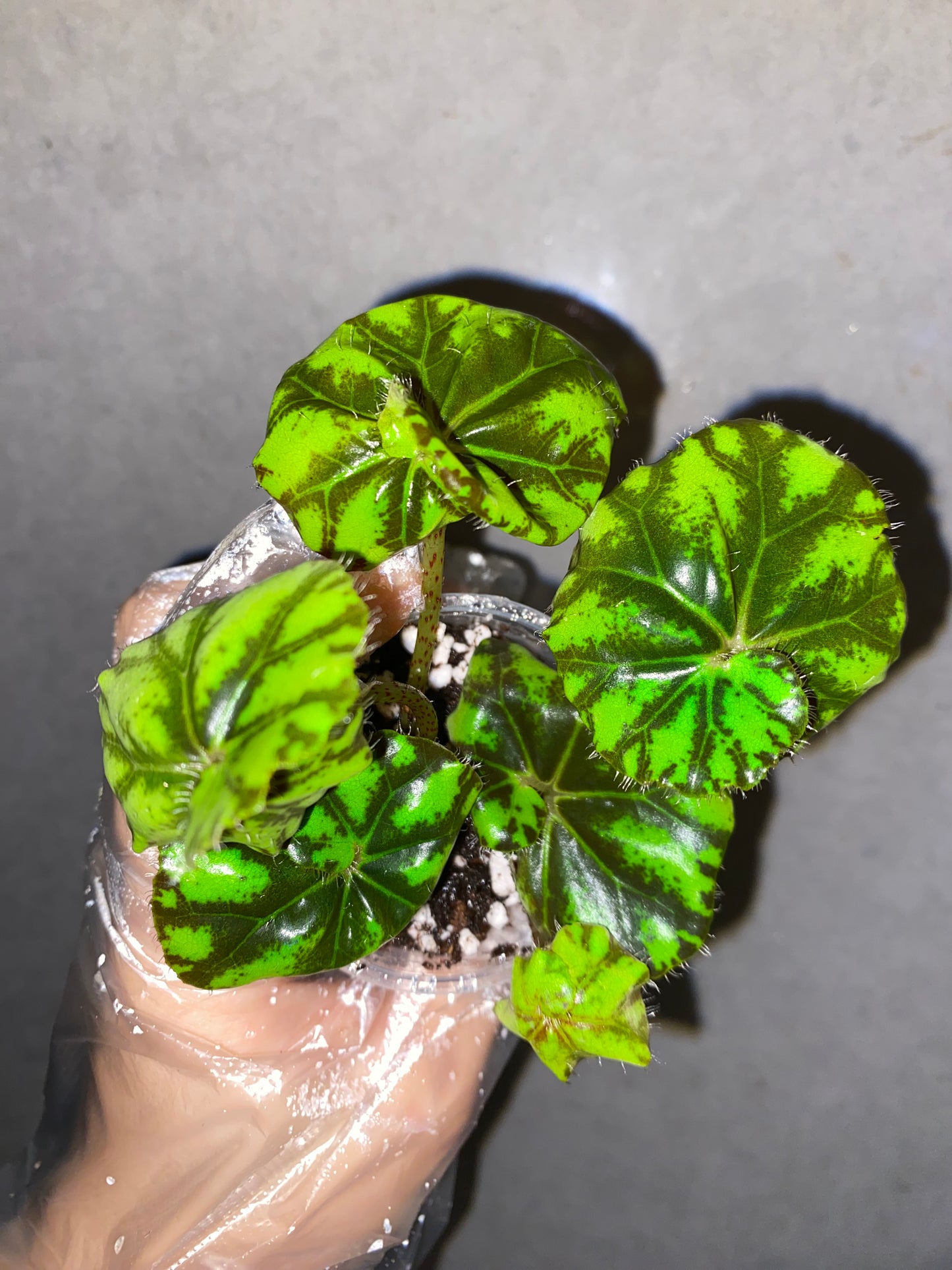 🐯 Begonia ‘Tiger Kitten’