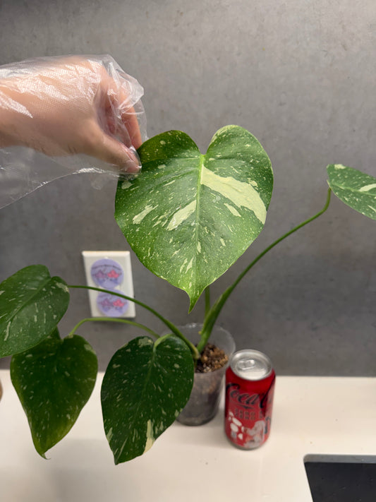 🌿 Monstera Thai（GTA ONLY）