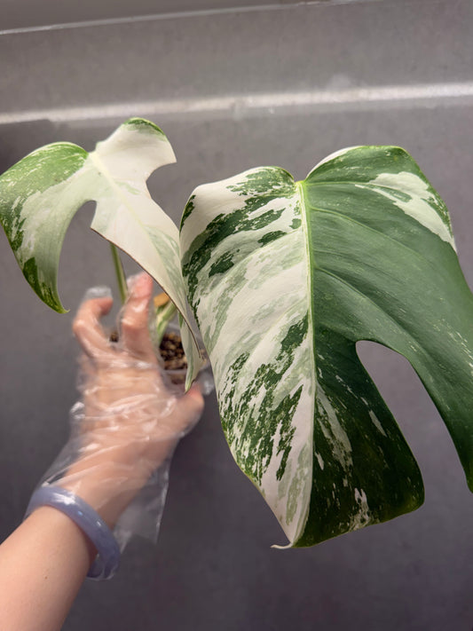 🌿Monstera Albo