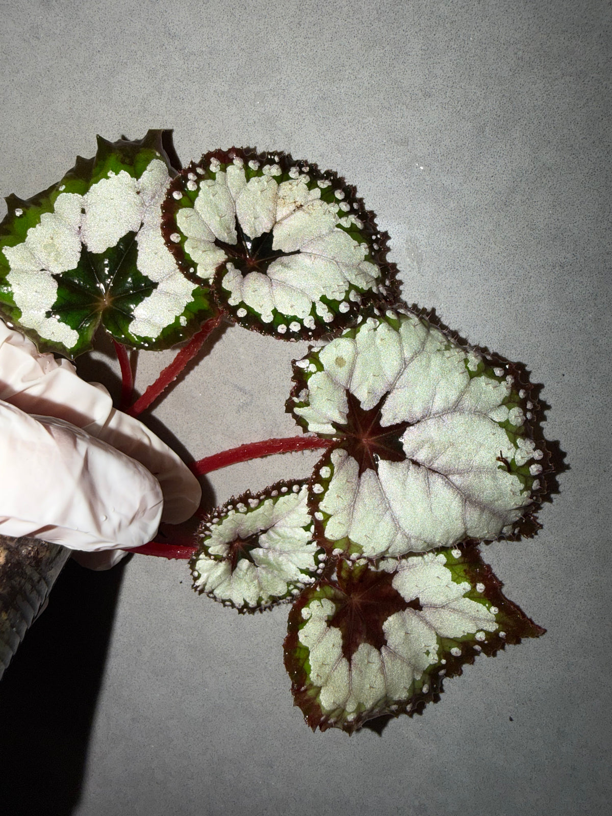 🌿 Begonia 'Dolce Vita'