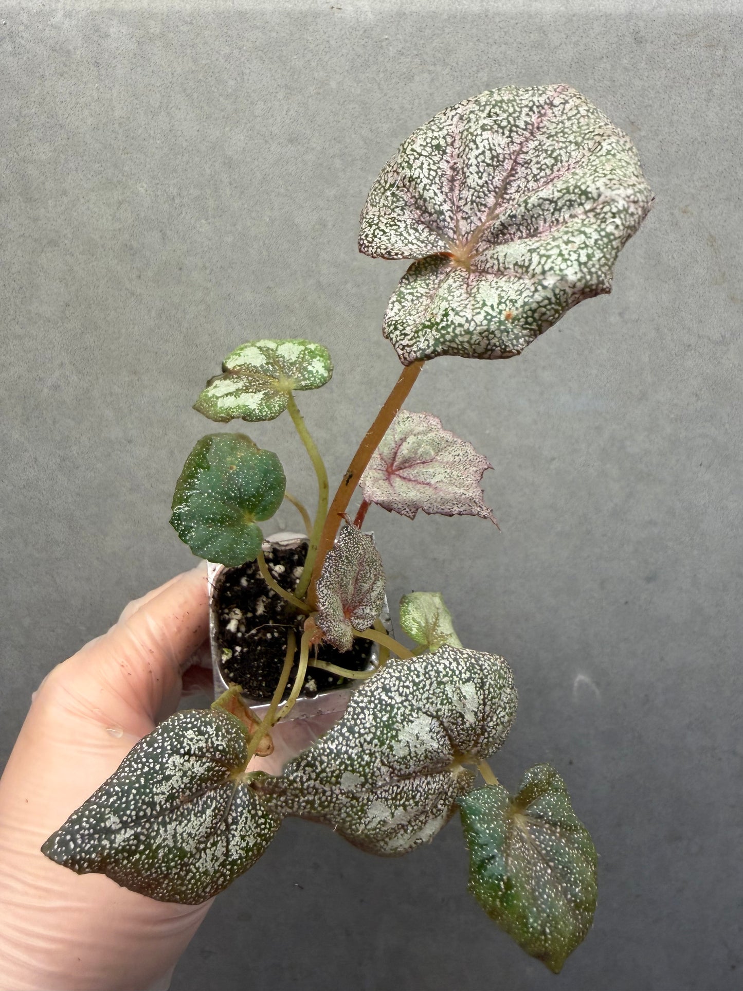 🌿 Begonia 'Margaret'