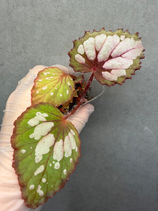 🌿Begonia Rex hybrid ’Blue-Green‘