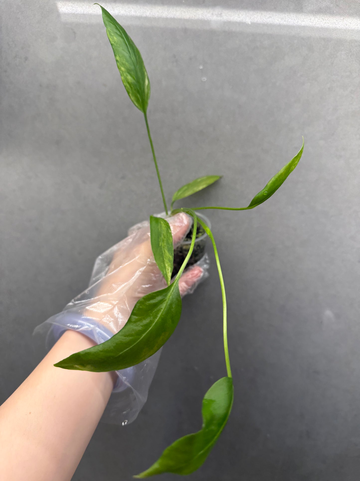 🌿Anthurium vittariifolium Variegata