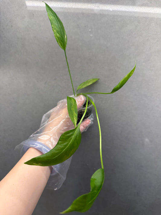 🌿Anthurium vittariifolium Variegata