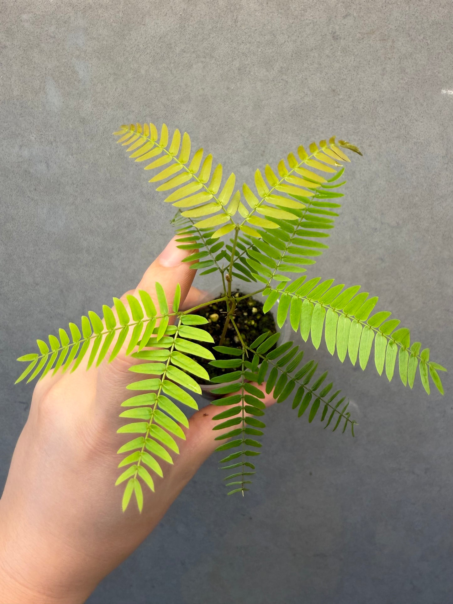 🌿 Cojoba arborea