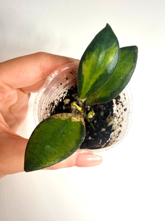 Hoya sp aff Burtoniae Var