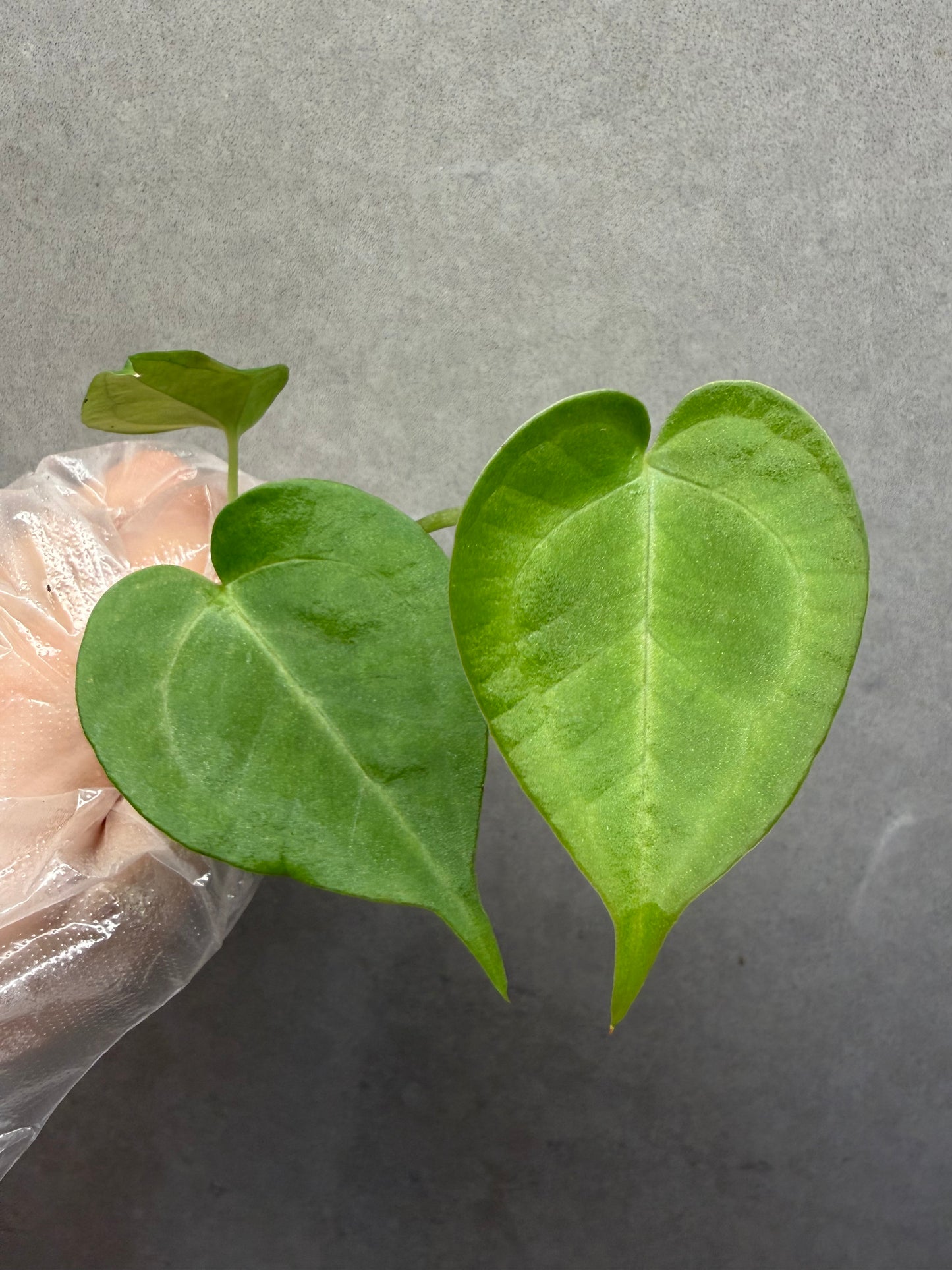🌿Anthurium clarinervium Hybrid