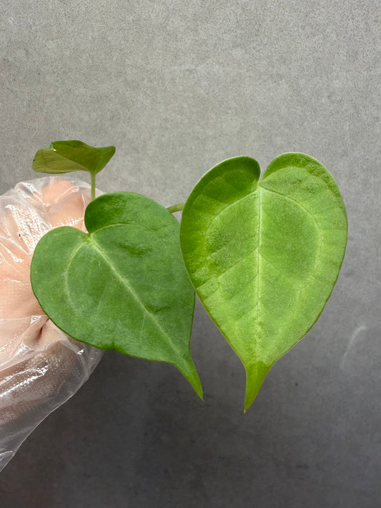 🌿Anthurium clarinervium Hybrid