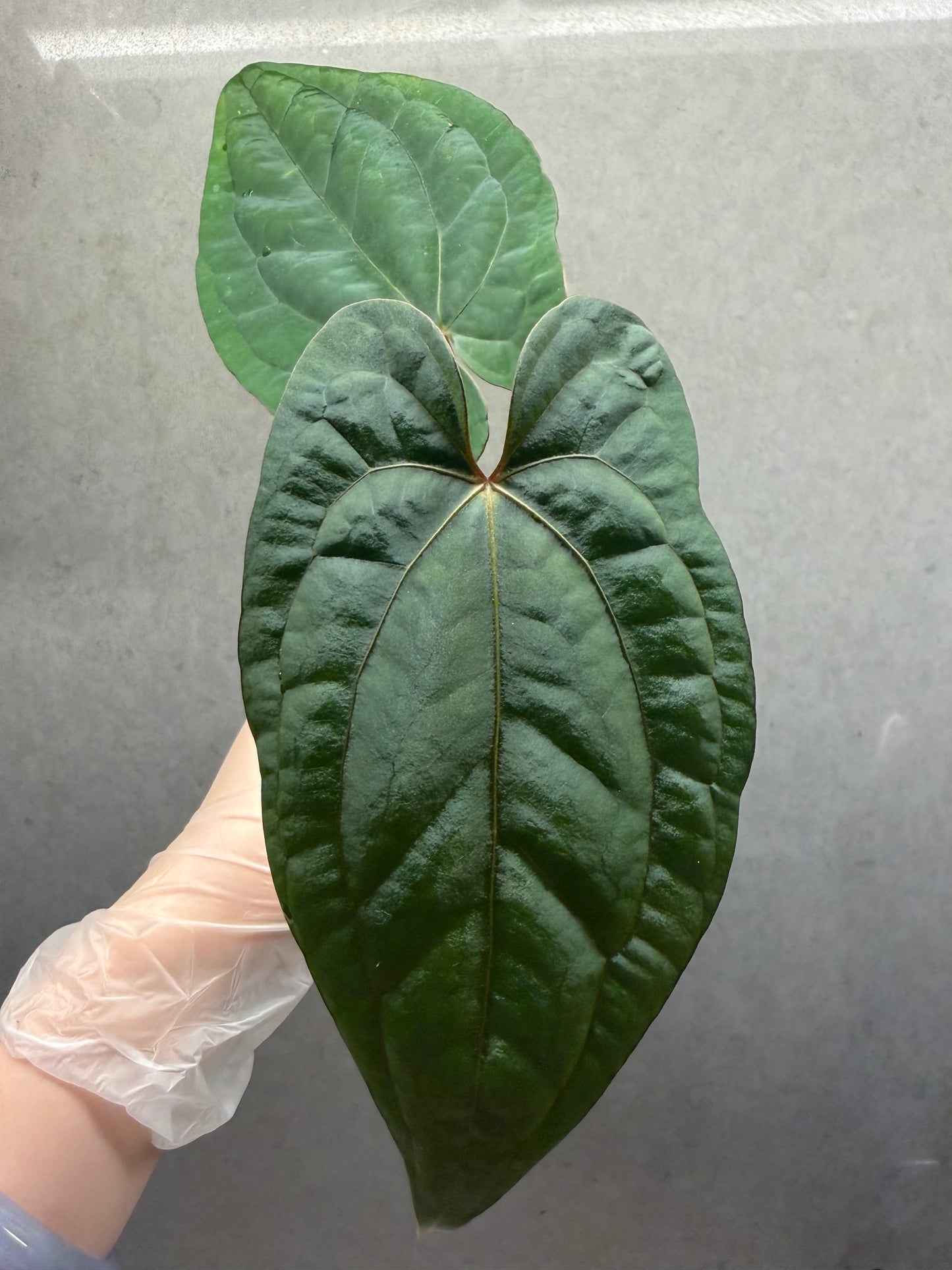 🌿Anthurium Red Vein Dark Phoenix
(RVDP)