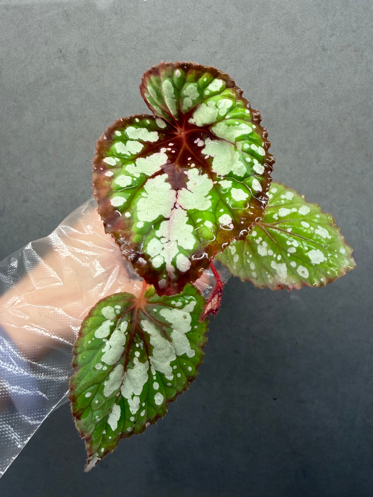 🍵 Begonia ‘Matcha Chocolate’